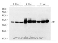 Western Blot analysis of various samples using ARG1 Polyclonal Antibody at dilution of 1:1000.