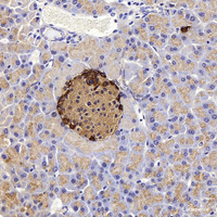 Immunohistochemistry analysis of paraffin-embedded mouse pancreas using GCG Polyclonal Antibody at dilution of 1:300.