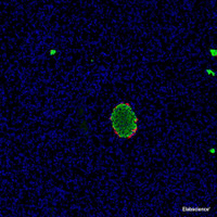 Immunofluorescence analysis of paraffin-embedded Rat pancreas using GCG Polyclonal Antibody at dilution of 1:200.Red is labeled with glucagon antibody and green is labeled with insulin antibody.