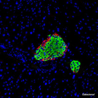 Immunofluorescence analysis of paraffin-embedded Mouse pancreas using GCG Polyclonal Antibody at dilution of 1:200.Red is labeled with glucagon antibody and green is labeled with insulin antibody.