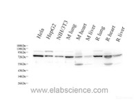 Western Blot analysis of various samples using LMNA Polyclonal Antibody at dilution of 1:1000.