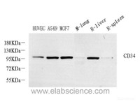 Western Blot analysis of various samples using CD34 Polyclonal Antibody at dilution of 1:800.