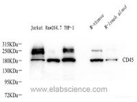 Western Blot analysis of various samples using CD45 Polyclonal Antibody at dilution of 1:1000.