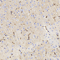 Immunohistochemistry analysis of paraffin-embedded Mouse brain using AQP4 Polyclonal Antibody at dilution of 1:400.