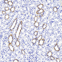 Immunohistochemistry analysis of paraffin-embedded rat kidney using AQP4 Polyclonal Antibody at dilution of 1:400.