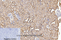 Immunohistochemistry of paraffin-embedded Rat kidney tissue using COX4I1 Monoclonal Antibody at dilution of 1:200.