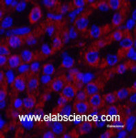 Immunofluorescence analysis of Mouse kidney tissue using COX4I1 Monoclonal Antibody at dilution of 1:200.