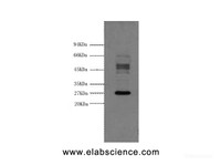 Western Blot analysis of Hela cells using Galectin 3 Monoclonal Antibody at dilution of 1:3000.