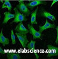 Immunofluorescence analysis of Hela tissue using EGFR Monoclonal Antibody at dilution of 1:100.