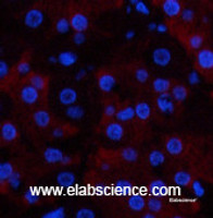 Immunofluorescence analysis of Human stomach tissue using CD23 Monoclonal Antibody at dilution of 1:200.