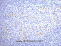 Immunohistochemistry of paraffin-embedded Human tonsil tissue using CD68 Monoclonal Antibody at dilution of 1:200.