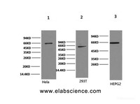 Western Blot analysis of 1) Hela, 2) 293T, 3) HepG2 cells using NFκB-p65 Monoclonal Antibody at dilution of 1:2000.