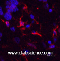 Immunofluorescence analysis of Mouse brain tissue using GFAP Monoclonal Antibody at dilution of 1:200.