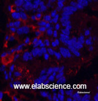 Immunofluorescence analysis of Mouse colon tissue using KIF7 Monoclonal Antibody at dilution of 1:200.