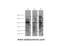 Western Blot analysis of 1) Hela, 2) Jurkat, 3) 293T cells using ENO2 Monoclonal Antibody at dilution of 1:3000.