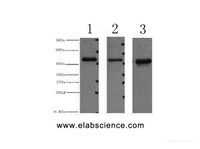 Western Blot analysis of 1) 293T, 2) HepG2, 3) Hela cells using FH Monoclonal Antibody at dilution of 1:3000.