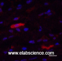 Immunofluorescence analysis of Human breast tissue using IDE Monoclonal Antibody at dilution of 1:200.