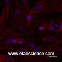 Immunofluorescence analysis of Human breast tissue using alpha Lactalbumin Monoclonal Antibody at dilution of 1:200.