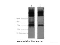 Western Blot analysis of 1) Mouse spleen 2) Rat spleen using EFHD1 Monoclonal Antibody at dilution of 1:3000.