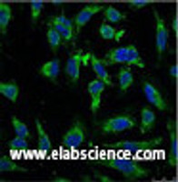 Immunofluorescence analysis of Hela tissue using EFHD1 Monoclonal Antibody at dilution of 1:100.