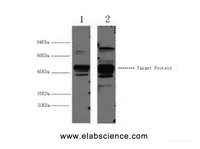 Western Blot analysis of 1) Hela, 2) 293T cells using XRCC4 Monoclonal Antibody at dilution of 1:3000.