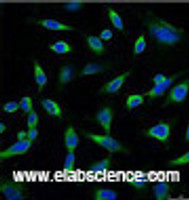 Immunofluorescence analysis of Hela tissue using PRDX1 Monoclonal Antibody at dilution of 1:100.