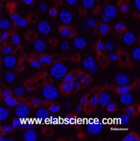 Immunofluorescence analysis of Mouse liver tissue using COL3A1 Monoclonal Antibody at dilution of 1:200.