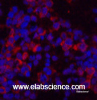 Immunofluorescence analysis of Mouse spleen tissue using eIF4A1 Monoclonal Antibody at dilution of 1:200.