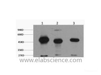 Western Blot analysis of 1) Mouse brain, 2) Rat brain using FH Monoclonal Antibody at dilution of 1:2000.