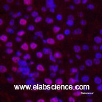 Immunofluorescence analysis of Mouse kidney tissue using Histone H2B Monoclonal Antibody at dilution of 1:200.