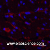 Immunofluorescence analysis of Mouse heart tissue using CD1A Monoclonal Antibody at dilution of 1:200.