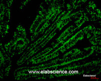Immunofluorescence analysis of Mouse colonic tissue with CD4 Monoclonal Antibody.