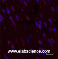 Immunofluorescence analysis of Mouse heart tissue using CD5 Monoclonal Antibody at dilution of 1:200.