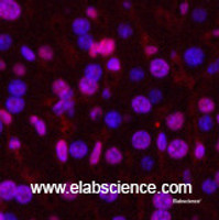 Immunofluorescence analysis of Mouse liver tissue using PGR Monoclonal Antibody at dilution of 1:200.