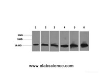 Western Blot analysis of 1) Hela, 2) 293T, 3) 3T3, 4) Mouse liver, 5) Rat liver, 6) Rat kidney with CYCS Monoclonal Antibody.