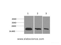 Western Blot analysis of 1) Hela, 2) 293T, 3) PC-12 cells with Survivin Monoclonal Antibody