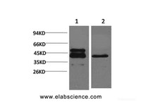 Western Blot analysis of 1) A431, 2) 3T3 cells with CREB1 Monoclonal Antibody
