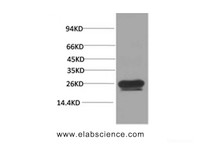 Western Blot analysis of Hela cells using HSP27 Monoclonal Antibody at dilution of 1:2000.