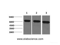 Western Blot analysis of 1) Hela, 2) Mouse brain, 3) Rat brain using HSPA8 Monoclonal Antibody at dilution of 1:2000.