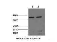 Western Blot analysis of 1) Hela, 2) Rat liver using HSPA5 Monoclonal Antibody at dilution of 1:2000.