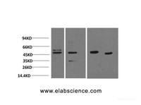 Western Blot analysis of 1) 293T, 2) Jurkat, 3) Rat heart, 4) Mouse heart using Smad3 Monoclonal Antibody at dilution of 1:2000.