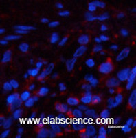 Immunofluorescence analysis of Human lung tissue using PPIB Monoclonal Antibody at dilution of 1:200.
