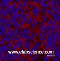 Immunofluorescence analysis of Mouse spleen tissue using MAP1LC3A Monoclonal Antibody at dilution of 1:200.