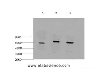 Western Blot analysis of 1) 293T, 2) C2C12, 3) Rat brain using BECN1 Monoclonal Antibody at dilution of 1:2000.