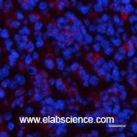 Immunofluorescence analysis of Mouse spleen tissue using CBX3 Monoclonal Antibody at dilution of 1:200.