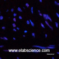 Immunofluorescence analysis of Human uterus tissue using CBX5 Monoclonal Antibody at dilution of 1:200.