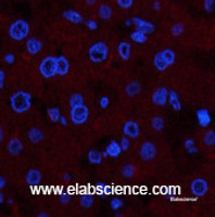 Immunofluorescence analysis of Human liver tissue using COL4A1 Monoclonal Antibody at dilution of 1:200.