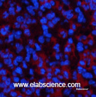 Immunofluorescence analysis of Mouse spleen tissue using ATG7 Monoclonal Antibody at dilution of 1:200.