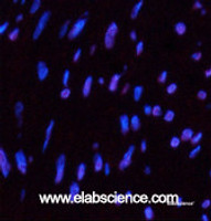 Immunofluorescence analysis of Human uterus tissue using CD10 Monoclonal Antibody at dilution of 1:200.