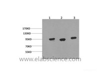 Western Blot analysis of 1) Hela, 2) Mouse brain, 3) Rat brain using HSP90 alpha Monoclonal Antibody at dilution of 1:2000.